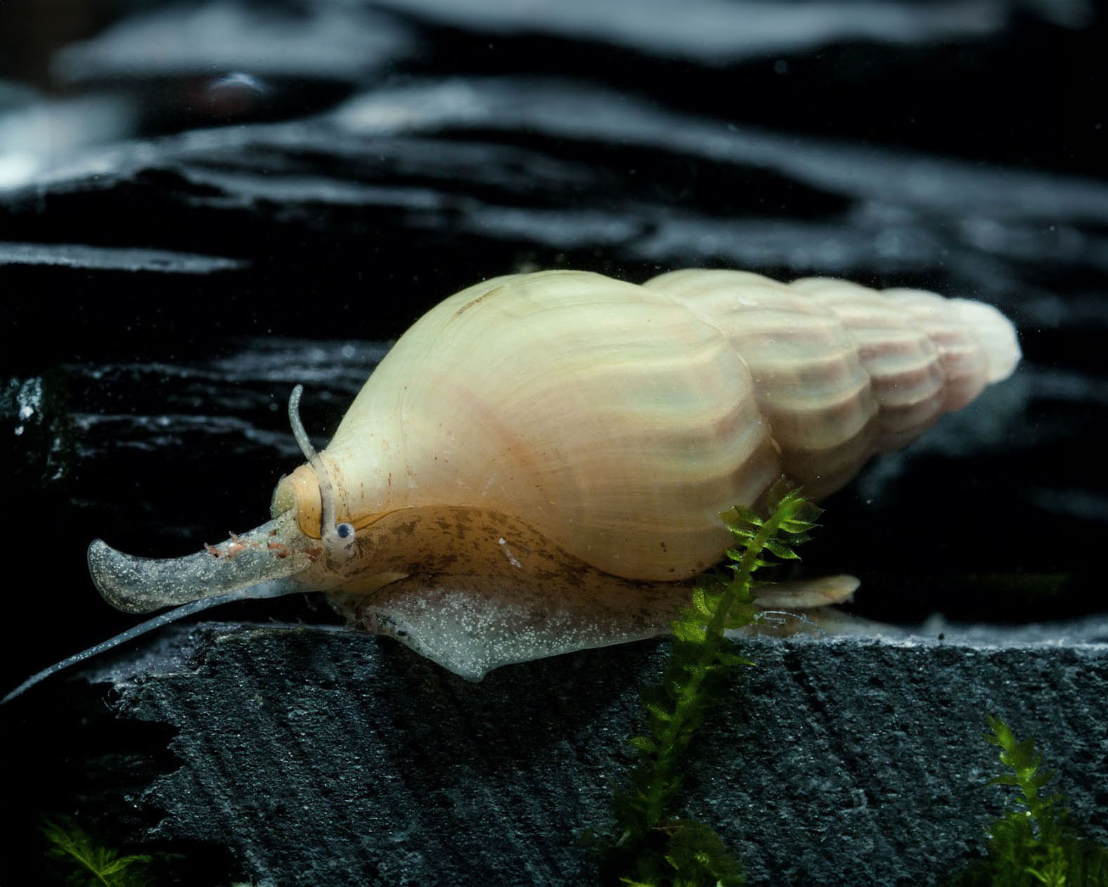 Ivory Predatory Snail: Anentome helena